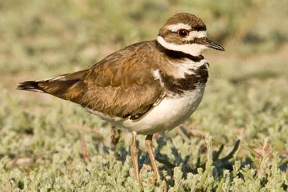 Killdeer Image @ Kiwifoto.com