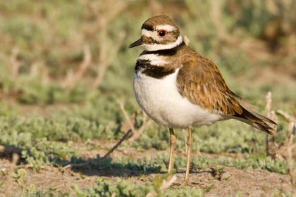 Killdeer Photo @ Kiwifoto.com