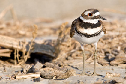 Killdeer Photo @ Kiwifoto.com