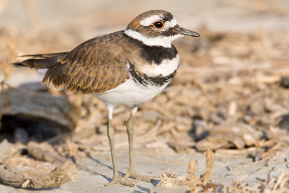 Killdeer Picture @ Kiwifoto.com