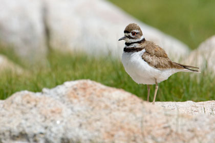 Killdeer Photo @ Kiwifoto.com