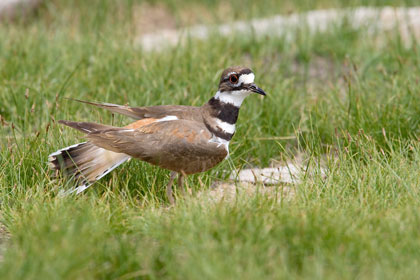 Killdeer Picture @ Kiwifoto.com