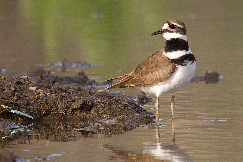 Killdeer @ San Jacinto Wildlife Area, CA