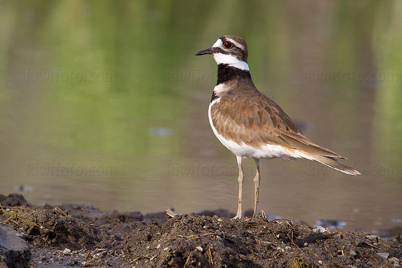 Killdeer Picture @ Kiwifoto.com