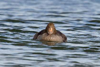 King Eider Image @ Kiwifoto.com