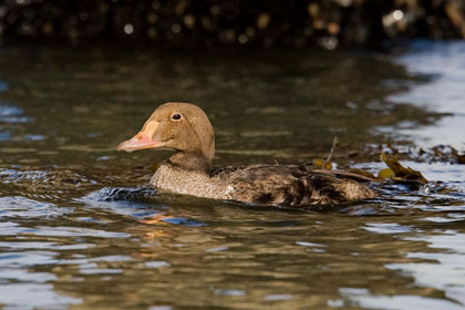 King Eider Picture @ Kiwifoto.com