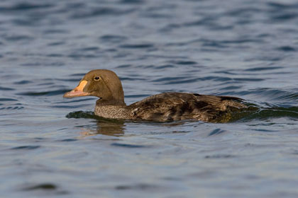 King Eider Picture @ Kiwifoto.com