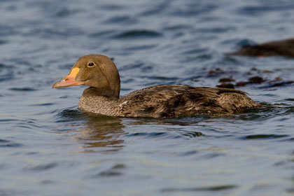 King Eider Photo @ Kiwifoto.com