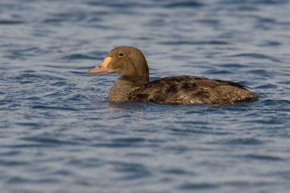 King Eider Photo @ Kiwifoto.com