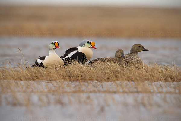 King Eider Image @ Kiwifoto.com