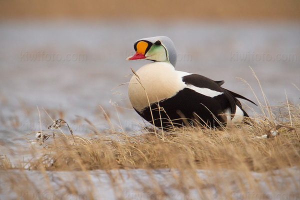 King Eider Picture @ Kiwifoto.com