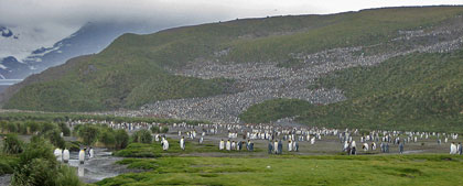 King Penguin Photo @ Kiwifoto.com