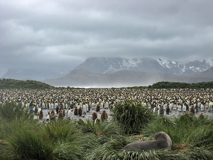 King Penguin Image @ Kiwifoto.com