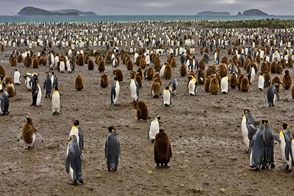 King Penguin Picture @ Kiwifoto.com