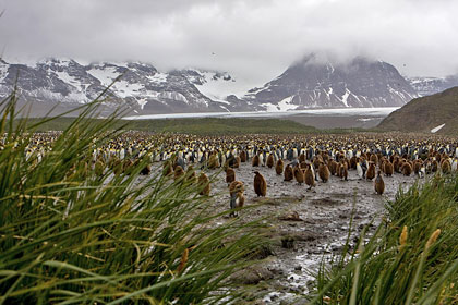 King Penguin Photo @ Kiwifoto.com