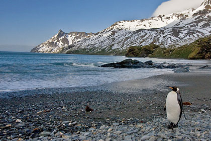 King Penguin Image @ Kiwifoto.com