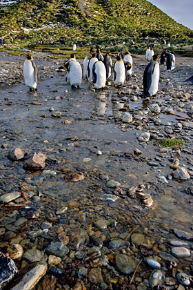 King Penguin Image @ Kiwifoto.com