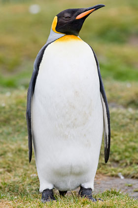 King Penguin Image @ Kiwifoto.com