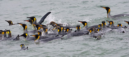 King Penguin Image @ Kiwifoto.com