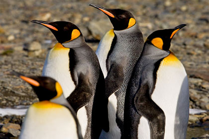 King Penguin Image @ Kiwifoto.com