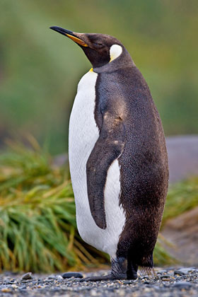 King Penguin Picture @ Kiwifoto.com