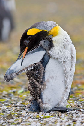 King Penguin Image @ Kiwifoto.com