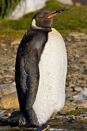 King Penguin Image @ Kiwifoto.com