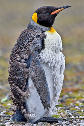 King Penguin Picture @ Kiwifoto.com