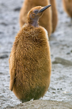 King Penguin Photo @ Kiwifoto.com