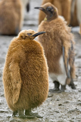 King Penguin Image @ Kiwifoto.com