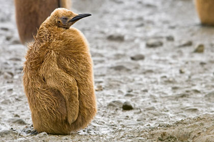 King Penguin Photo @ Kiwifoto.com