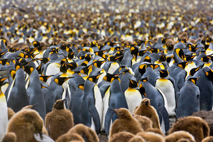 King Penguin Image @ Kiwifoto.com