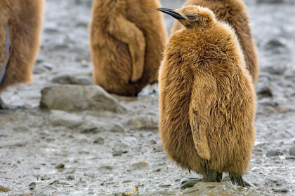 King Penguin Image @ Kiwifoto.com