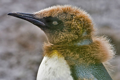 King Penguin Image @ Kiwifoto.com