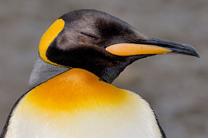 King Penguin Image @ Kiwifoto.com