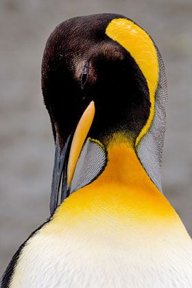 King Penguin Photo @ Kiwifoto.com