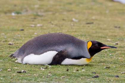 King Penguin Image @ Kiwifoto.com