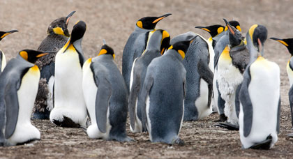 King Penguin Image @ Kiwifoto.com