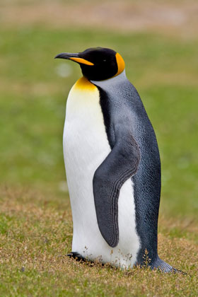 King Penguin Image @ Kiwifoto.com