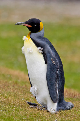 King Penguin Picture @ Kiwifoto.com