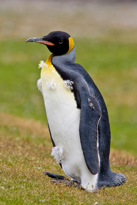 King Penguin Image @ Kiwifoto.com