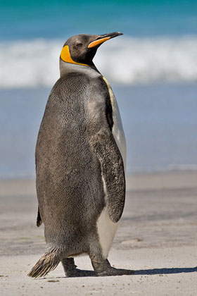 King Penguin Picture @ Kiwifoto.com