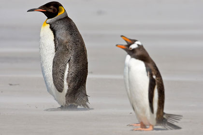 King Penguin Image @ Kiwifoto.com