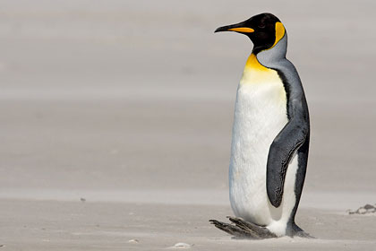 King Penguin Image @ Kiwifoto.com