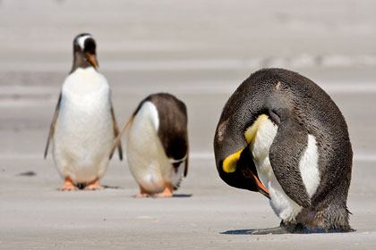 King Penguin Image @ Kiwifoto.com