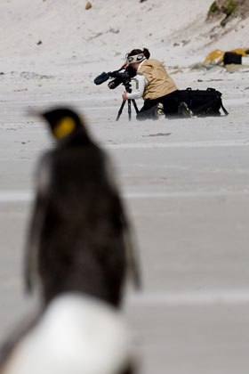 King Penguin Image @ Kiwifoto.com