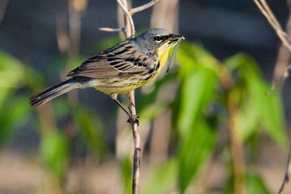 Kirtland's Warbler Picture @ Kiwifoto.com