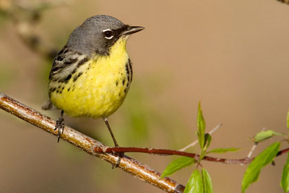 Kirtland's Warbler Kirtland's Warbler