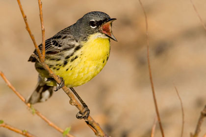 Kirtland's Warbler Photo @ Kiwifoto.com