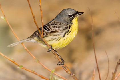 Kirtland's Warbler Kirtland's Warbler